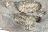 Cluster Of Colorful Austerops Trilobites - Jorf Morocco #362873-4